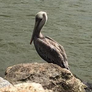 Meet your Posher, Deborah